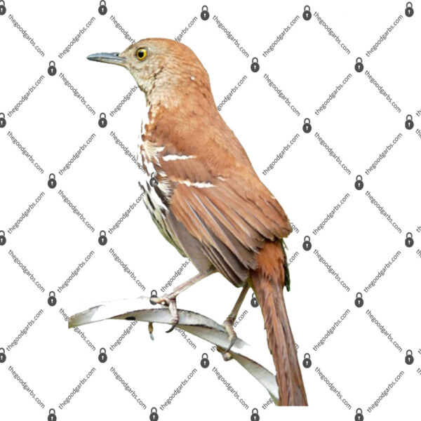 Huitlacoche Bird Cuitcacoche Pico Curvo Mexican Bird Shirt 1