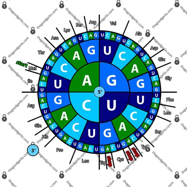 Amino Acid Codon Wheel T-Shirt